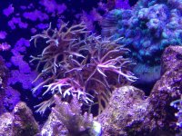 ImageUploadedByReefs1357670835.767858.jpg