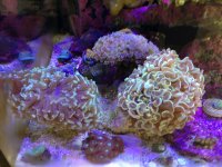 ImageUploadedByReefs1357671808.718425.jpg