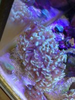 ImageUploadedByReefs1357671841.618028.jpg