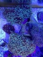 ImageUploadedByReefs1357672083.068570.jpg