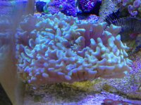 ImageUploadedByReefs1357672100.932805.jpg