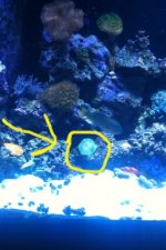 ImageUploadedByReefs1349290023.606554.jpg