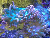 ImageUploadedByReefs1353976319.680978.jpg