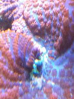 ImageUploadedByReefs1338462710.018932.jpg