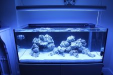 ImageUploadedByReefs1341880139.109890.jpg