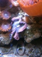 ImageUploadedByReefs1338505214.196656.jpg