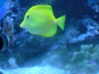 yellowtang.JPG