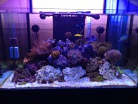 ImageUploadedByReefs1349364827.112250.jpg