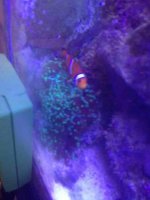 ImageUploadedByReefs1349378235.381489.jpg