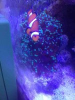 ImageUploadedByReefs1349378247.999850.jpg