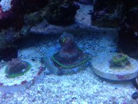 ImageUploadedByReefs1345218495.019408.jpg