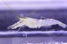 shrimp.jpg