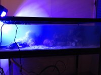 ImageUploadedByReefs1354119516.239441.jpg