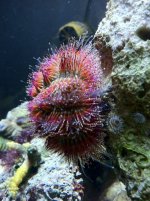 ImageUploadedByTapatalk1354120910.349495.jpg