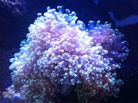 ImageUploadedByReefs1362012476.011336.jpg