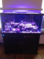 ImageUploadedByReefs1338745994.562644.jpg
