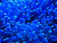 ImageUploadedByReefs1362012524.479014.jpg