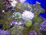 ImageUploadedByReefs1357789178.145516.jpg