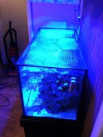 ImageUploadedByReefs1354137775.518558.jpg