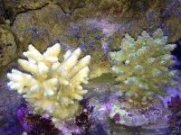 ImageUploadedByReefs1357789238.043961.jpg