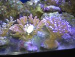 ImageUploadedByReefs1357789264.661928.jpg