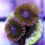 zoa5_$30.jpg