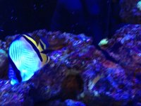 ImageUploadedByReefs1354137833.385321.jpg