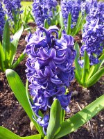 450px-Hyacinth_-_Anglesey_Abbey.jpg