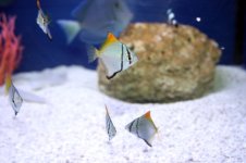 IMG_9246.jpg