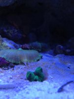 ImageUploadedByReefs1362090682.383144.jpg