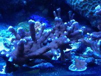 ImageUploadedByReefs1338806512.301922.jpg