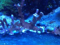 ImageUploadedByReefs1338806534.757327.jpg
