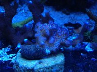ImageUploadedByReefs1338806550.817032.jpg