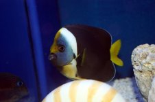 ImageUploadedByReefs1349489847.087388.jpg