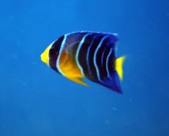 ImageUploadedByReefs1349489979.968059.jpg