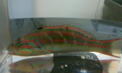 Wrasse.jpg
