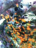 ImageUploadedByReefs1345474326.803748.jpg