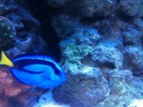 ImageUploadedByReefs1338858531.708912.jpg