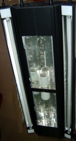 aquavim-metal-halide-t5-lighting.jpg