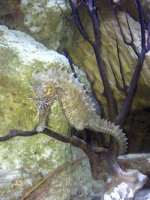 Sea horse in my tank.jpg