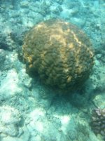 ImageUploadedByReefs1357940428.312082.jpg