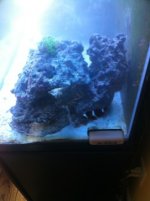 ImageUploadedByReefs1338908118.840504.jpg