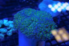 blue tip torch.jpg