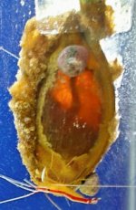 cat shark egg.jpg