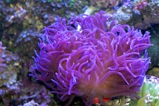 lta purple.jpg