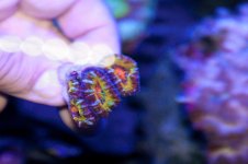 rainbow acan3.jpg