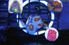 rainbow acans.jpg
