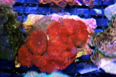 red blasto.jpg
