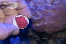 red gonipora.jpg