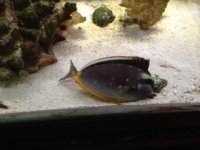 fish.JPG